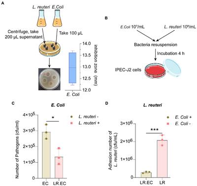 Integrative ATAC-seq and RNA-seq analyses of IPEC-J2 cells reveals porcine transcription and chromatin accessibility changes associated with Escherichia coli F18ac inhibited by Lactobacillus reuteri